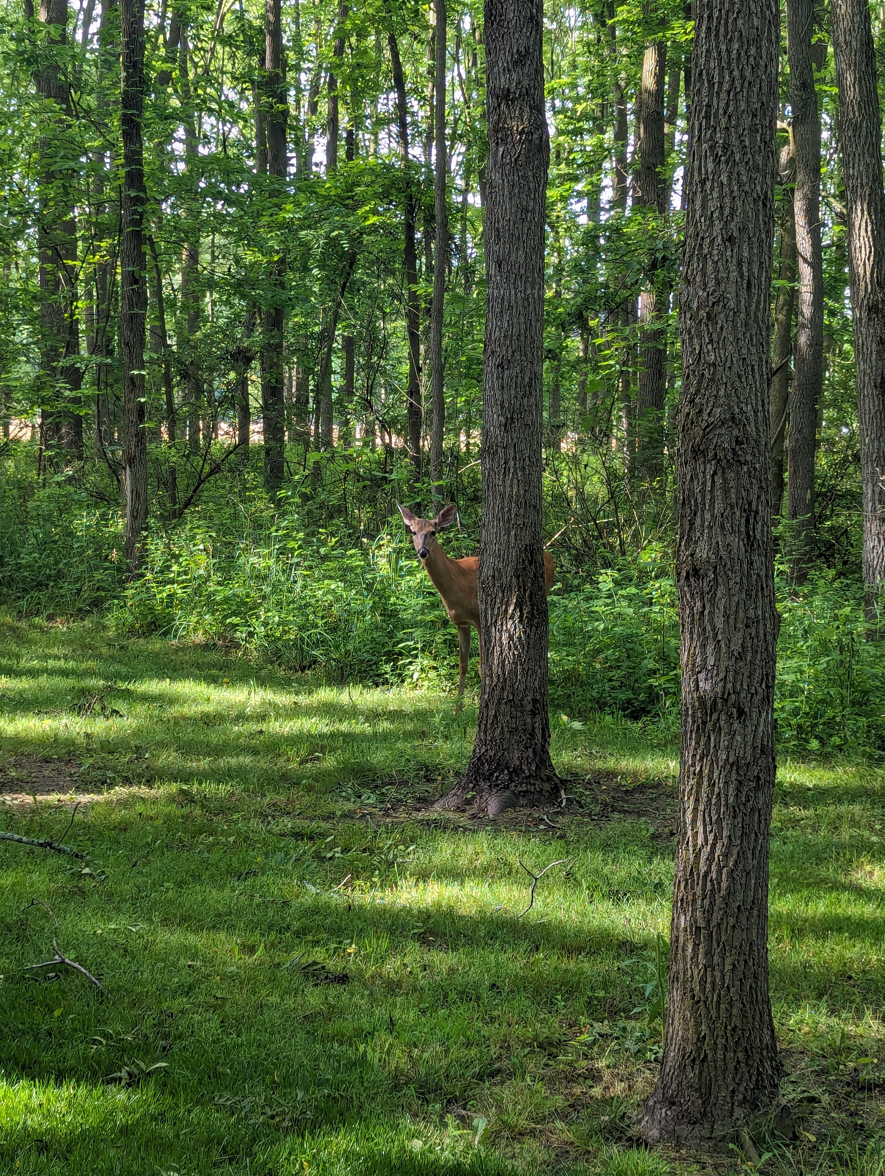 A deer peers around a tree in a sunlit green woodland.