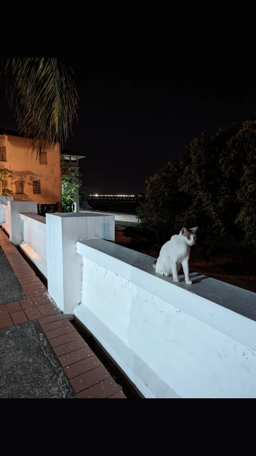 A white cat stands on a pale wall at night, beneath palm fronds.