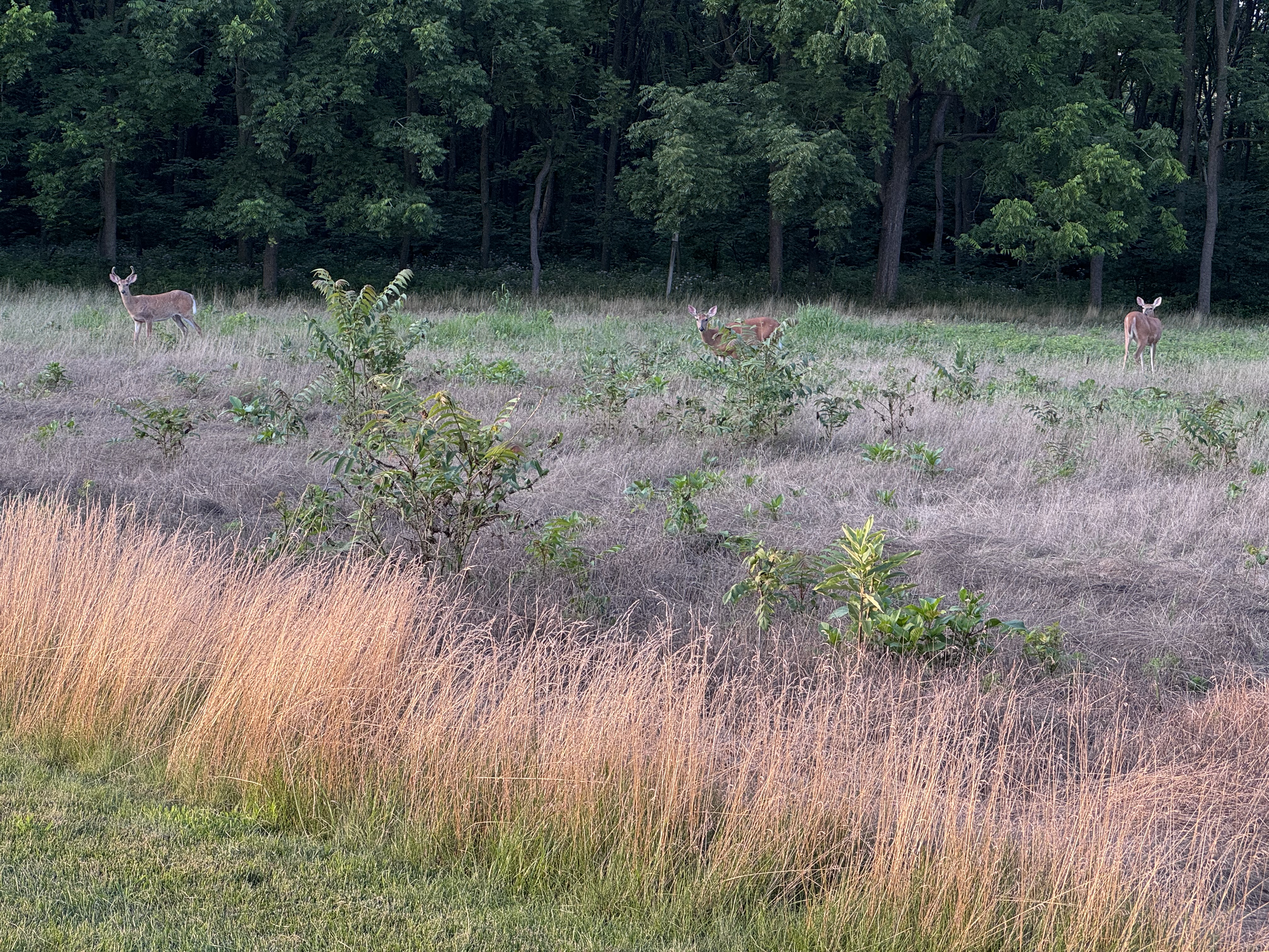 Three deer stand in a meadow beside a dark green forest.